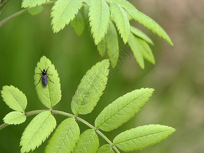树叶上的甲虫叶子季节昆虫植物森林绿色生长图片