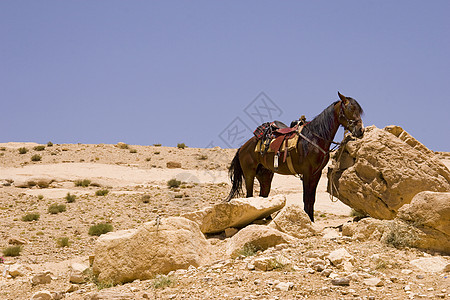 沙漠马图片