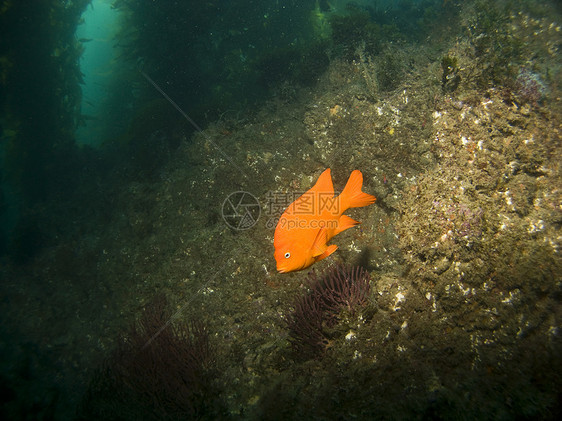 Garibaldi在卡塔琳娜的水下公园图片