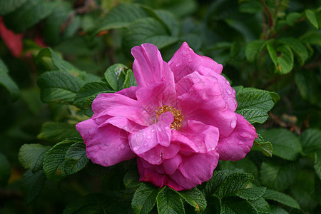 玫瑰香花瓣粉色园艺玫瑰花园绿色花朵格伦植物群图片