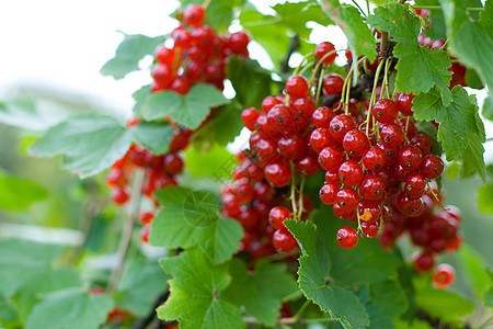 红草莓红色树叶花园水果绿色果树背景图片