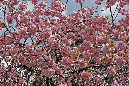 普鲁纳斯 春天的日本樱桃树树木图片