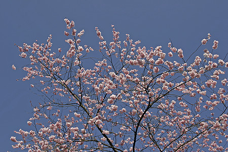 普鲁纳斯 春天的日本樱桃树粉色图片