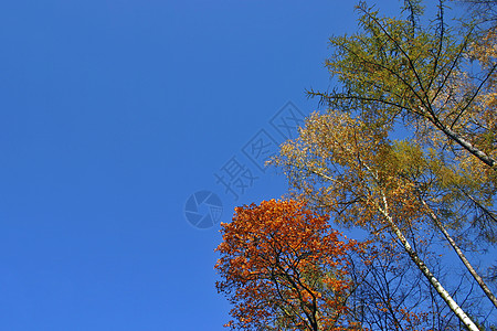 天空背景上树树树的树冠蓝色树叶叶子晴天森林树木树干绿色季节树林背景图片
