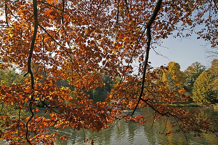 秋天的红橡树林屋水池技术树叶公园红色橡木细节根光领域图片