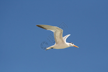 飞行海鸥白色航班荒野橙子羽毛动物蓝色野生动物海岸海洋图片