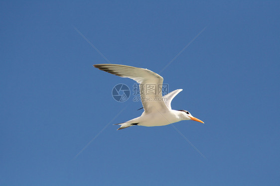 飞行海鸥白色航班荒野橙子羽毛动物蓝色野生动物海岸海洋图片