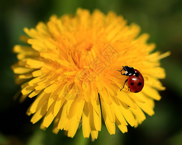 黄花上的Ladybug花园植物花瓣生态昆虫学动物环境蓝色植物学宏观图片