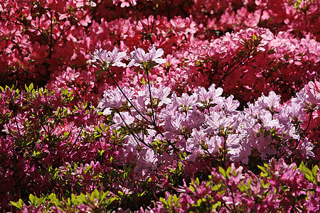 日本阿扎莱亚杜鹃花衬套根光粉色花朵图片