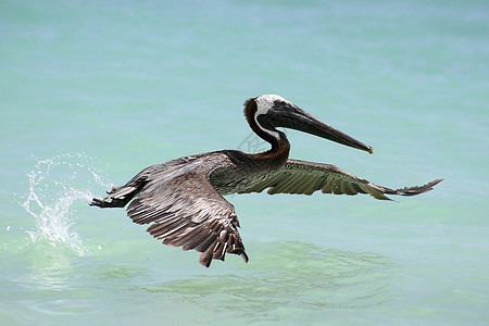 Pelican 开始飞翔图片