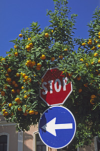 的橙树意大利人橘子树木交通报路标盘子水果图片