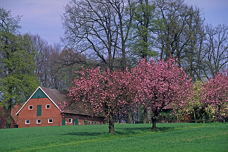 德国 春春的木材屋和樱桃树图片