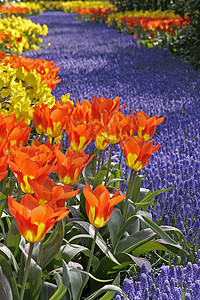 Tulipa “ 世界传奇 ” 达尔文- Hybrid- 纸浆图片