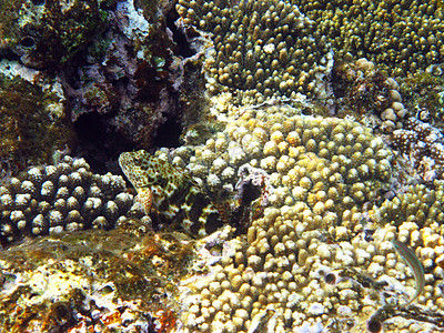 可怕的鱼浮潜热带异国珊瑚情调潜水游泳假期海洋背景图片