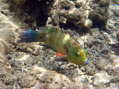 绿色热带青热带鱼类图片