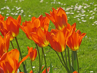 图利帕 图利普植物花园花花朵园林腐烂红色郁金香图片