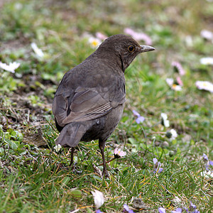 黑鸟花园女性地面动物羽毛眼睛黑色翅膀棕色绿色图片