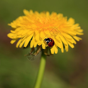 黄花上的Ladybug环境草地昆虫生态天线昆虫学植物群甲虫植物学叶子图片