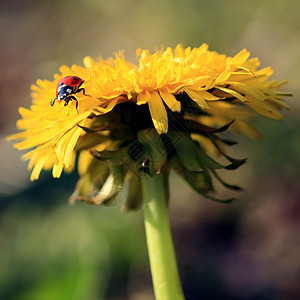 黄花上的Ladybug漏洞环境草地植物群花瓣植物学生态蓝色宏观昆虫图片