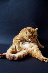 坐在家猫的坐着和动作懒惰图片
