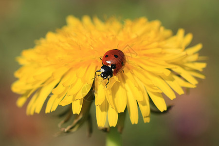 黄花上的Ladybug植物学宏观植物漏洞植物群环境树叶生态花园叶子图片