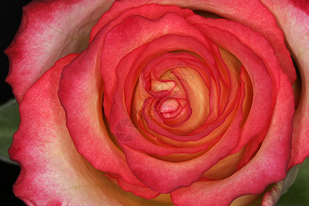罗莎 罗丝详细暴击宏观腐烂玫瑰蓝玫瑰园林红色花园花植物花朵图片