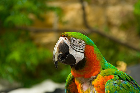 Parrot 鹦鹉羽毛热带蓝色金刚鹦鹉家禽脊椎动物绿色黄色白色宠物图片