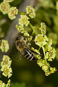 花朵上的蜜蜂灌木昆虫花园牛眼航班棕色绿色蜂蜜橙子植物图片