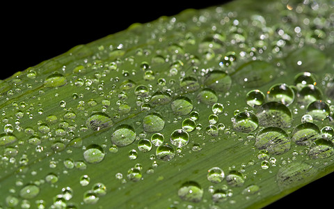 叶子上滴落植物群液体生态环境草地宏观植物反射雨滴生长图片