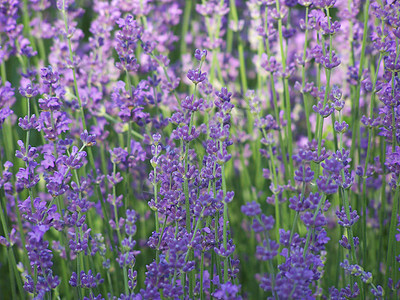 青紫花植物香气草本植物花瓣香味蓝色香水植物群紫色花园图片