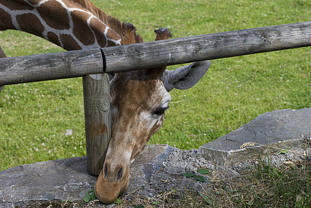 吉拉菲鼻子眼睛耳朵动物脖子栅栏野生动物动物园图片