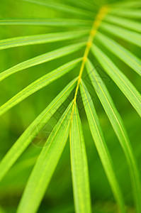 棕树树叶植物群宏观活力公园树木生态热带静脉生长生活图片