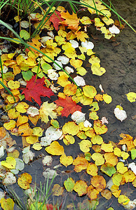 流落于水中的叶子黄色桦木树木树叶植物群红色图片