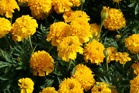 黄花花坛背景图片