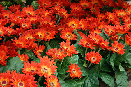 红色的花花朵背景图片