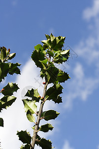 holly 千列灌木天空绿色蓝色叶子植物图片