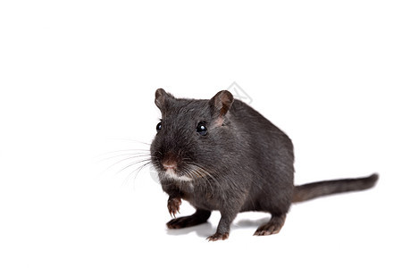 可爱的小沙发老鼠黑色害虫宠物哺乳动物动物图片