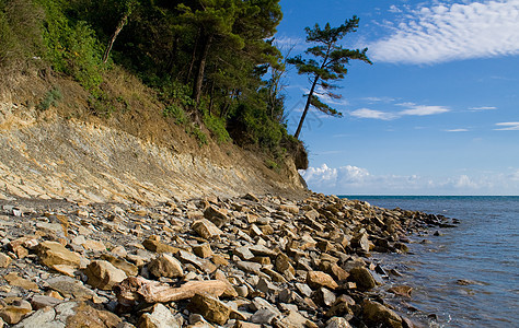 海滩上的松树休息支撑植物群天空浅滩蓝色场景风景生态海浪图片