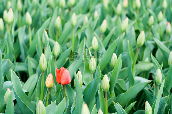 第一春红郁金花图片