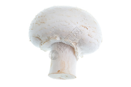 孤立的蘑菇室图片