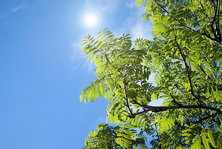 绿色的长袍床单橙子公园树叶红色分支机构果实季节性水果植物群森林图片