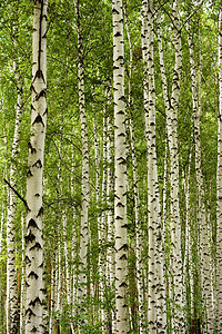 伯赫伍德公园风景场景林地季节森林叶子树林桦木阳光图片