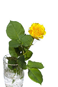 玫瑰庆典艺术花束周年婚礼植物群团体框架礼物展示图片