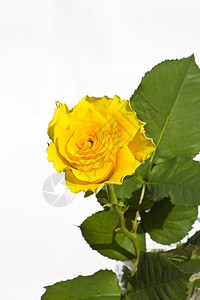 玫瑰植物植物群周年艺术展示花束惊喜框架婚礼团体图片