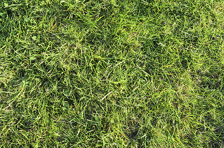绿草背景活力院子草地植物绿色草皮生长图片