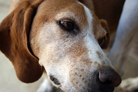 狗毛皮忠诚犬齿动物小狗朋友宠物哺乳动物犬类最好的朋友图片