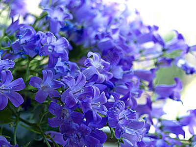 美丽的蓝铃花朵蓝色宏观紫色花瓣盆栽花束花店园艺生长花园图片