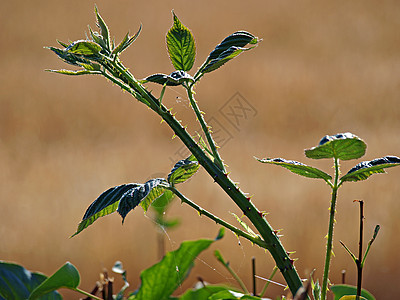 黑莓分支树篱花园美食森林荒野水果黑色衬套绿色营养图片