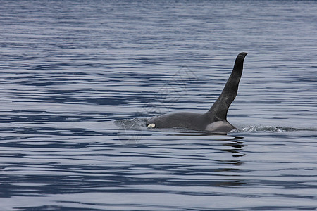 虎鲸捕食者荒野动物背鳍堆焊海洋野生动物哺乳动物游泳图片