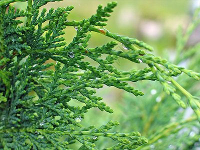 带露露的假期雨滴森林植物园艺树叶花园植物群环境季节天气图片